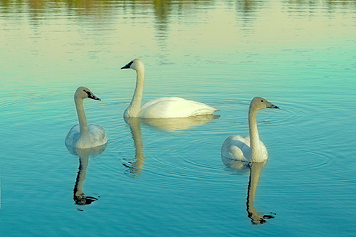 Michigan swans